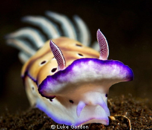 Risbecia tryoni by Luke Gordon 